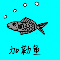 caribbean fish