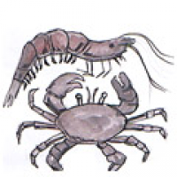 PRAWN CRAB