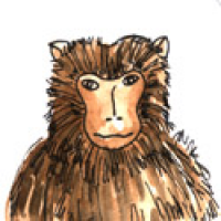 MONKEY