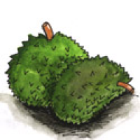 DURIAN