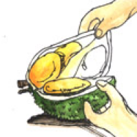 OPENING DURIAN