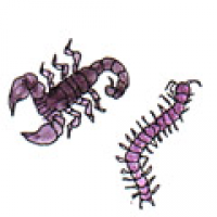CENTIPEDE AND SCORPION