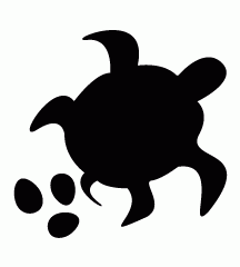 Sea Turtle Laid Eggs