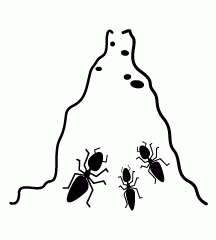 Ant Nest
