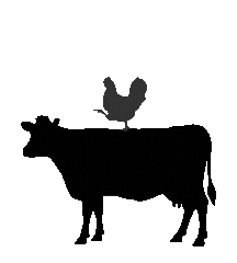 Hen Standing on Cow