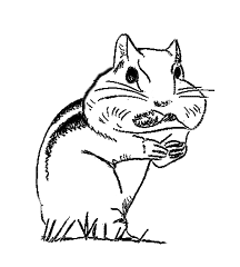 Chipmunk