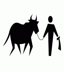 Slaughtering Cow