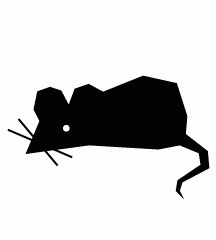 Rat
