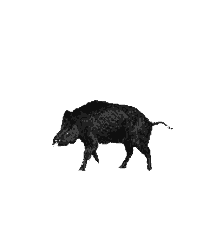 Baby Boar