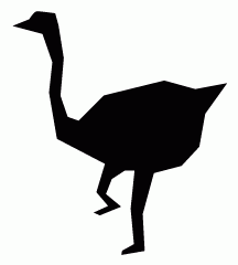 Turkey Chick