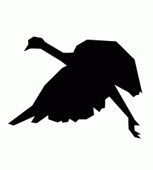 Turkey Flew Away