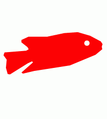 Red Tilapia