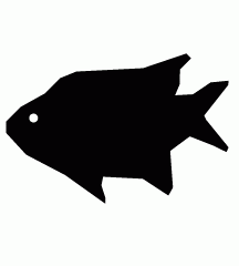 Black Tilapia