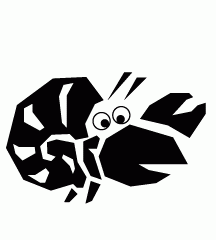 Hermit Crab