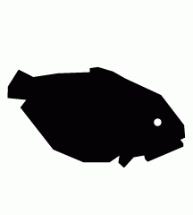 Sole Fish