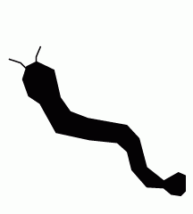 Eel