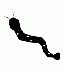 Spotted Eel