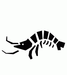 Shrimp