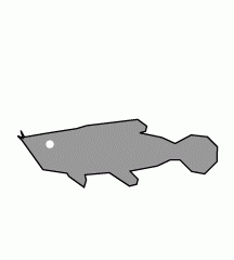 Silver Arowana