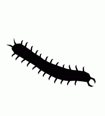 Centipede