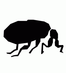 Hair Flea