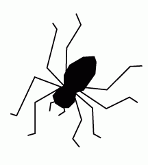 Spider
