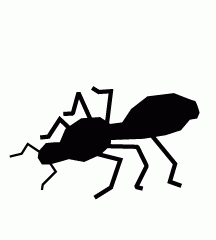Black Ant