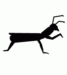 Praying Mantis