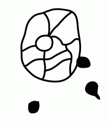 White Blood Cell