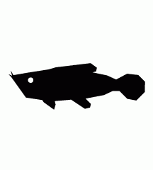 Arowana