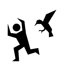 Attacked By Wild Bird