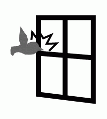 Bird Crashed Into Window