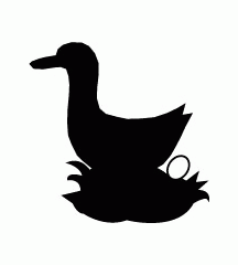 Duck Laying Eggs