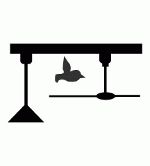 Bird In Building