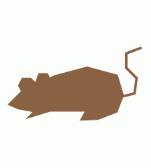 Brown Rat