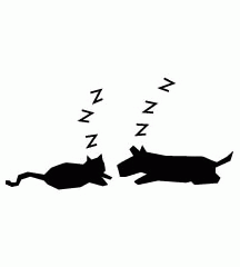 Cat And Dog Sleeping Together