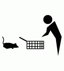Catching Mouse