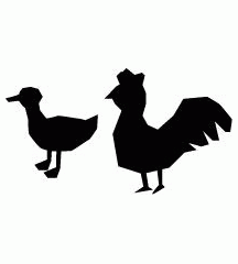 Chicken And Duck