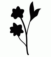Baby Breath (Flower)