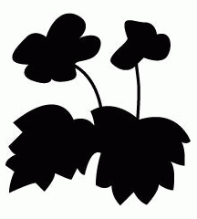 Alpine Rose (Flower)