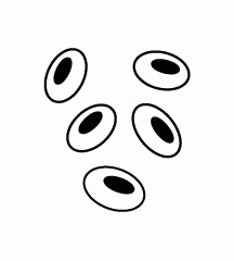 Barley