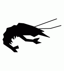 Live Prawn