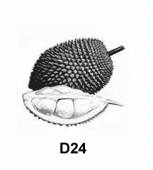 D24 Durian