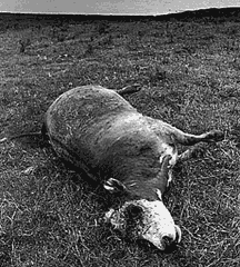 Dead Cow