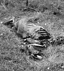 Dead Horse