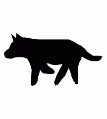 Dog Limping