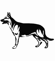 German Shepherd