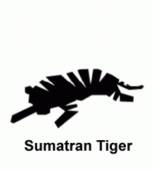 Sumatran Tiger (panthera tigris)