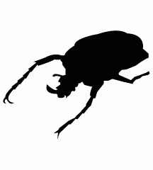 Goliath Beetle