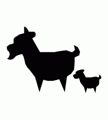 Goat Gave Birth